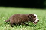 BORDER COLLIE 1311